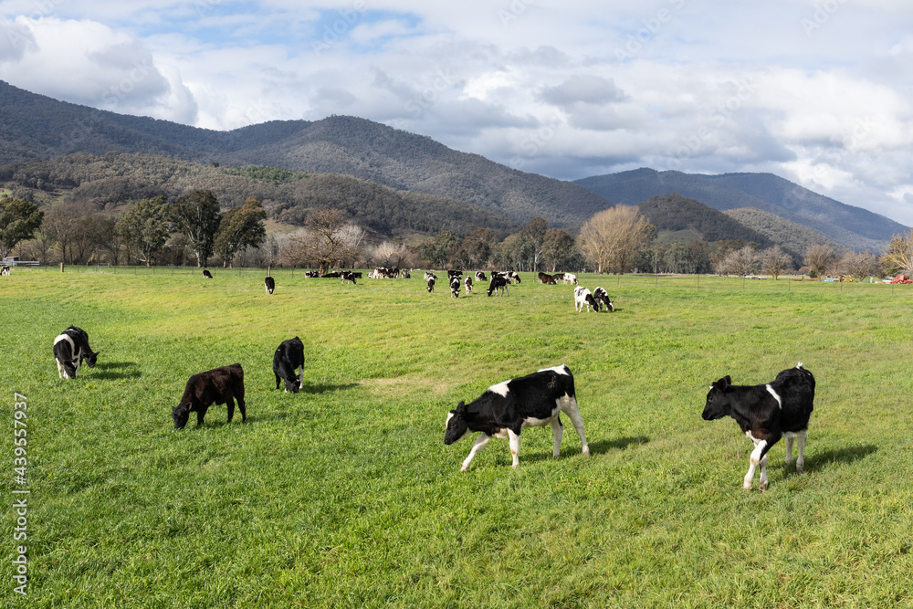 Cows in a field. Rural Victoria. Australia. Cows in a field. Rural Victoria. Australia.