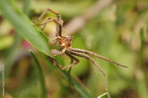 Nursery web spider Pisaura mirabilis