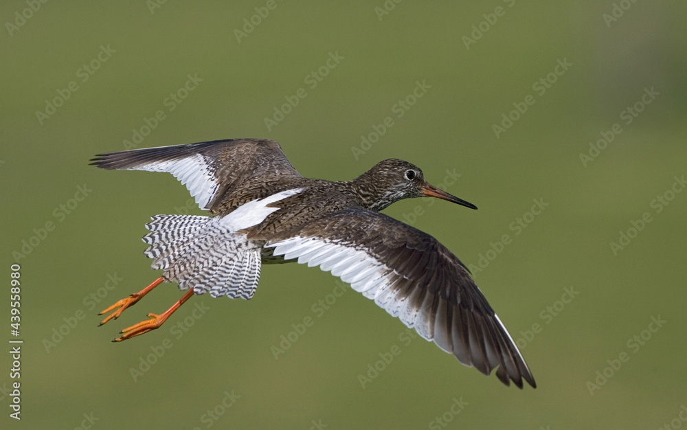 Common Redshank, Tureluur, Tringa totanus