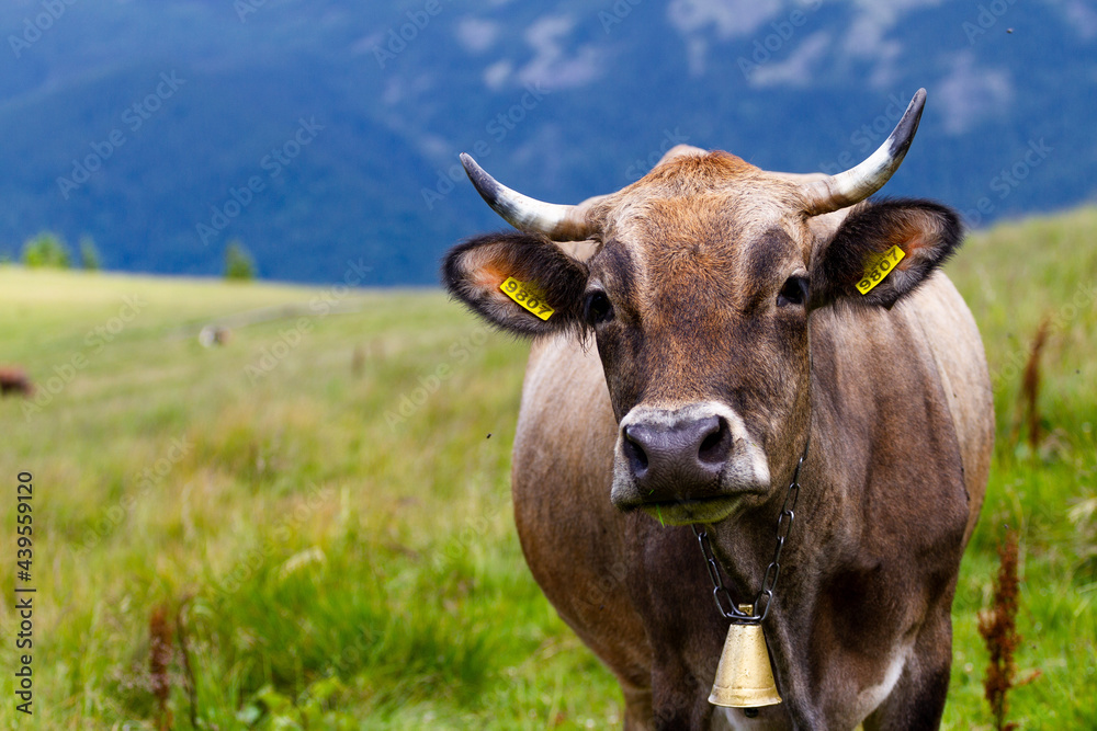 Cow in the field. Cow on the background of sky and green grass Cow in the field. Cow on the background of sky and green grass