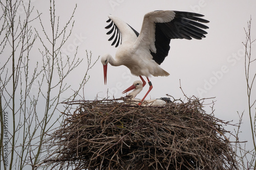 Storch 4