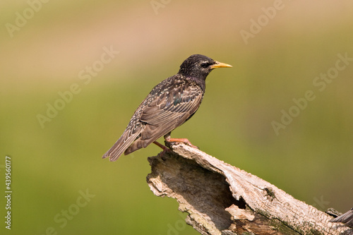 Spreeuw, Common Starling, Sturnus vulgaris © AGAMI