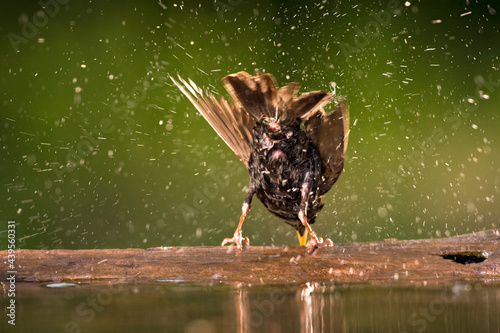 Spreeuw, Common Starling, Sturnus vulgaris