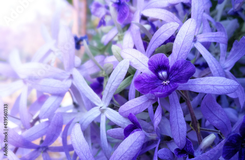 Purple folwer background. .Abstract floral backdrop of purple flowers photo