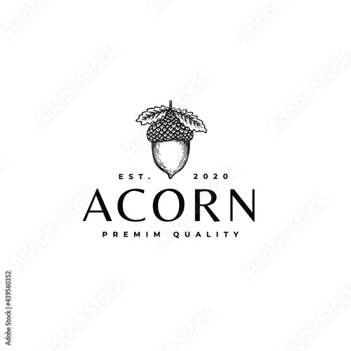 Acorn Oak Nut Drawing Logo Vector Illustration Icon Template