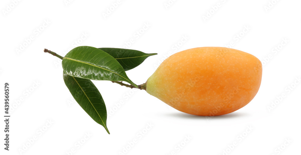 Thai Plango or Sweet yellow marian plum (mayongchit) with green leaves isolate on white background. Thai Plango or Sweet yellow marian plum (mayongchit) with green leaves isolate on white background.