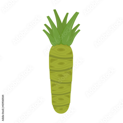 Wasabi root vector. Wasabi root on white background.