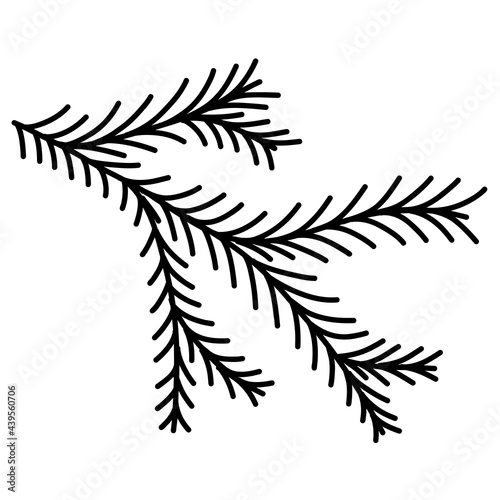 hand drawn doodle of evergreen pine fir branche christmas tree in vector format