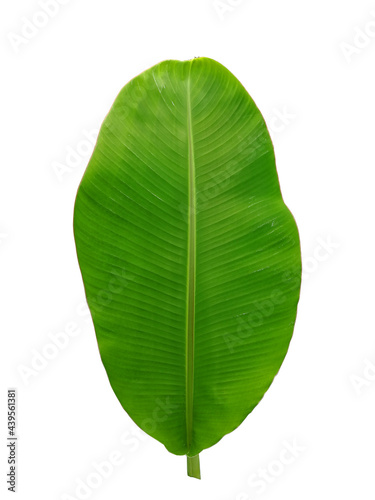 Banana leaf isolate on white background for design.