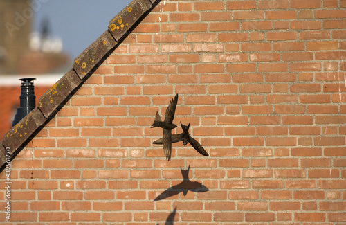 Common Swift, Gierzwaluw, Apus apus photo