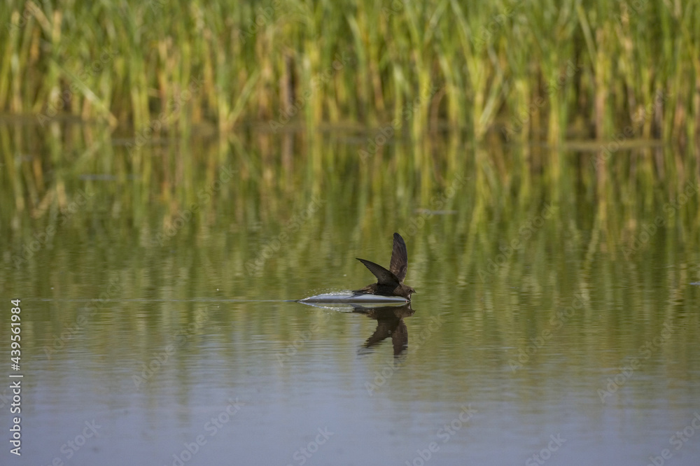 Common Swift, Gierzwaluw, Apus apus