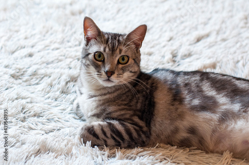 Playful cat portrait indoors, pet kitten lying down, kitty resting