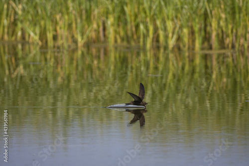 Obraz na płótnie Common Swift, Gierzwaluw, Apus apus w salonie