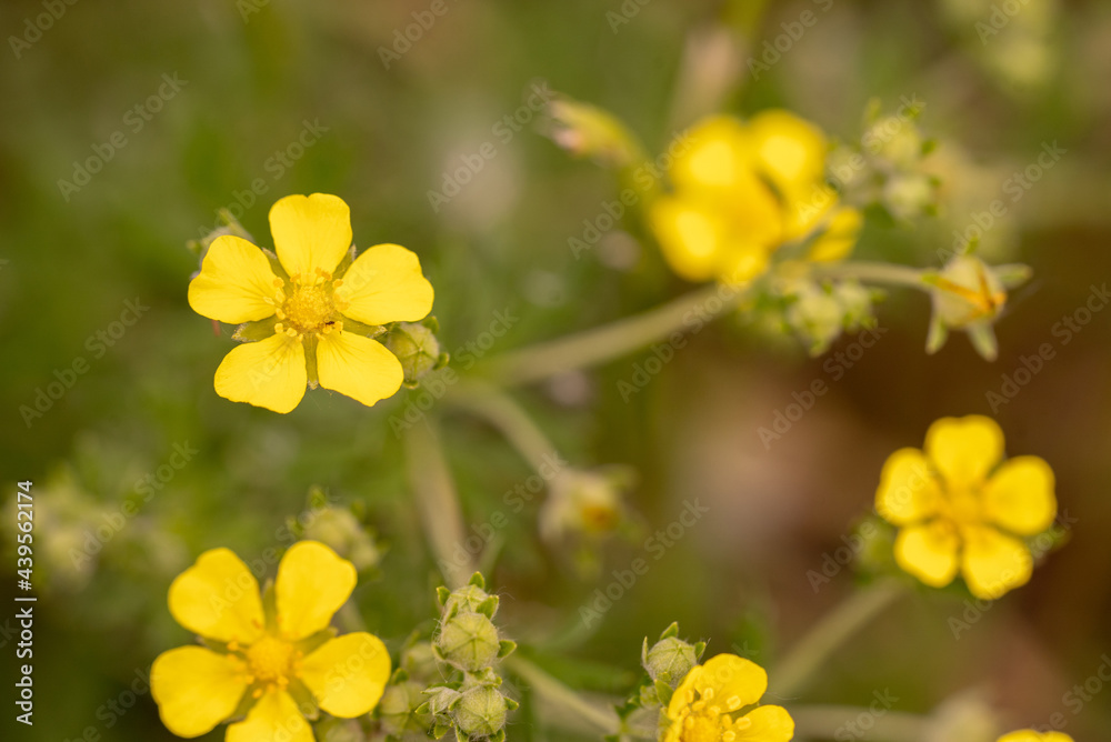 Yellow flower macro, field flowers close up Yellow flower macro, field flowers close up