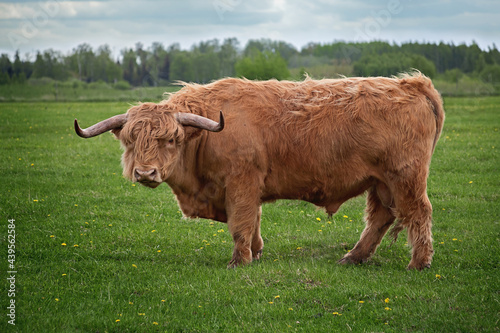 Brown long hair Scotland’s highland bull