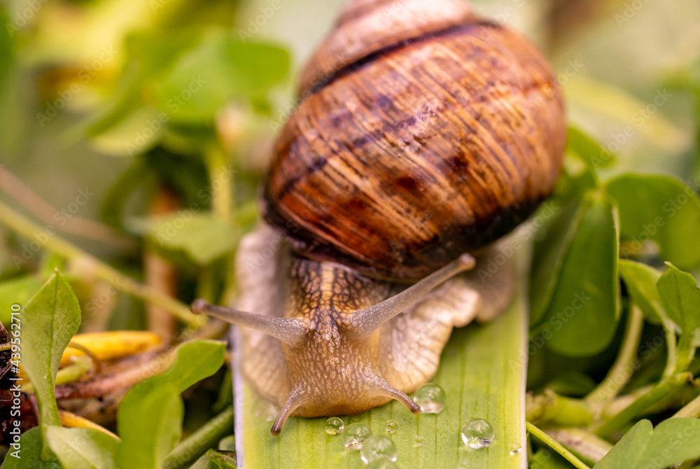 Garden snail drink water, macro nature, extreme close up snail i Garden snail drink water, macro nature, extreme close up snail i