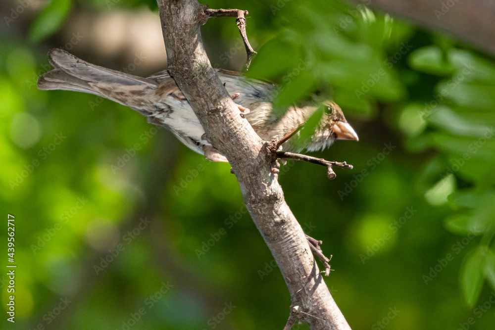 Fototapeta premium sparrow on a tree branch