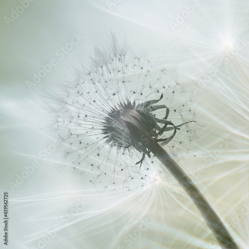 Pusteblume 4
