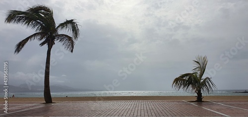 trees on the beach