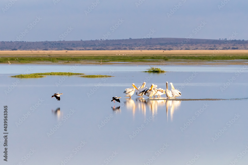 Flock of great white pelicans with two Egyptian geese on Lake Amboseli