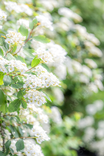 White, soft focus flowers with green leaves on a large canvas with deep bacground and bokeh