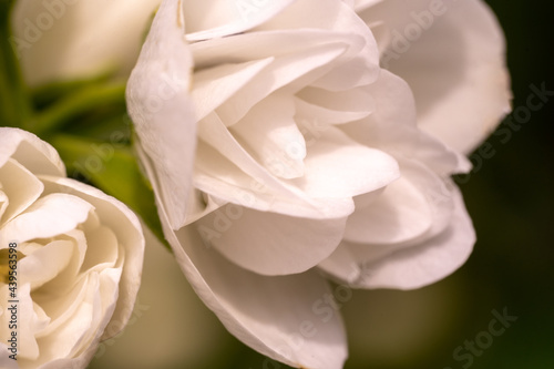 Fototapeta Naklejka Na Ścianę i Meble -  White jasmine flowers macro, jasmine bush close up