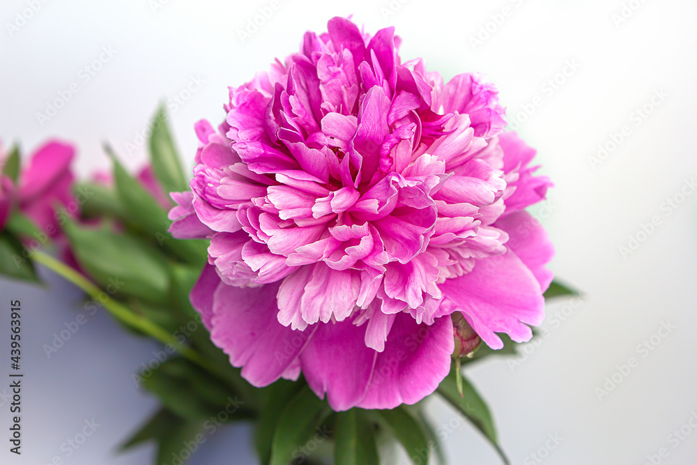 Photo of a beautiful pink Paeónia (peony) bud on a white background. Photo of a beautiful pink Paeónia (peony) bud on a white background.