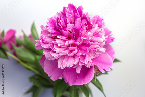 Photo of a beautiful pink Paeónia (peony) bud on a white background.