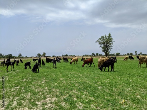 Fototapeta Naklejka Na Ścianę i Meble -  herd of horses