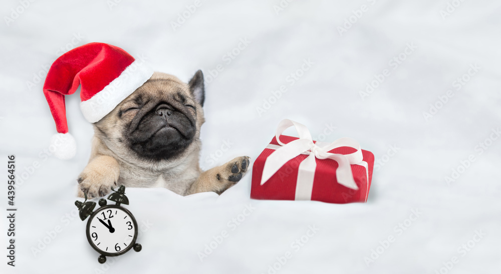 Funny Pug puppy wearing red santa hat sleeps with alarm clock and gift box under white blanket at home. Top down view. Empty space for text