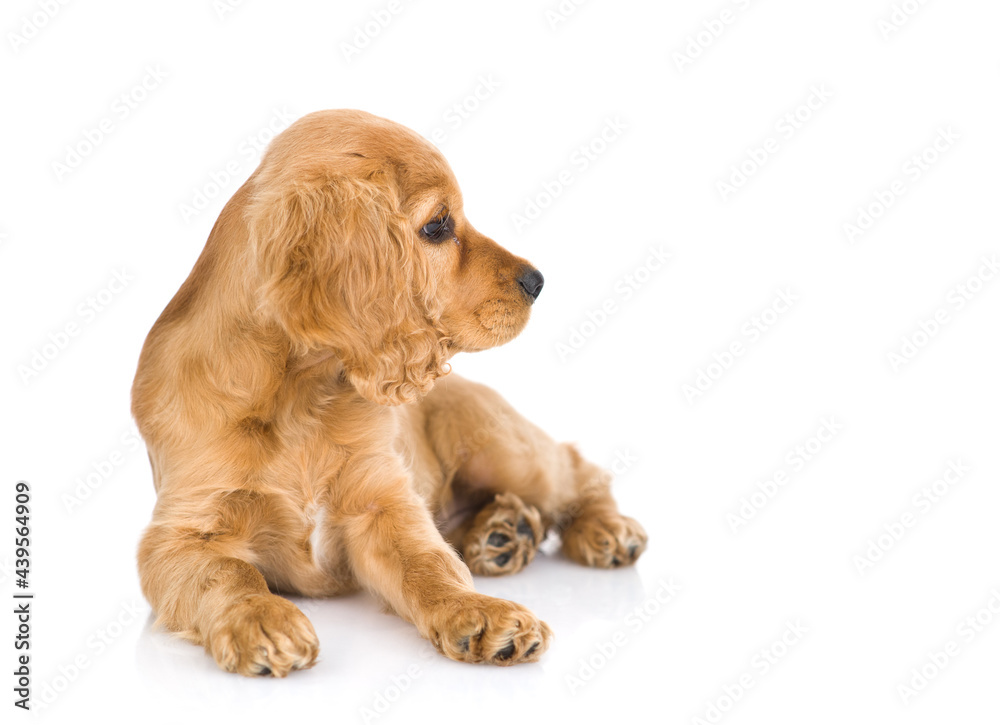 English Cocker Spaniel puppy lying and looking away. isolated on white background