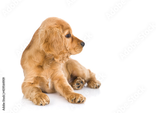 English Cocker Spaniel puppy lying and looking away. isolated on white background © Ermolaev Alexandr