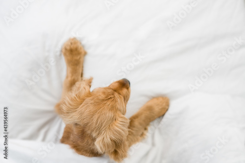 English Cocker spaniel puppy lying on a bed at home. Top down view