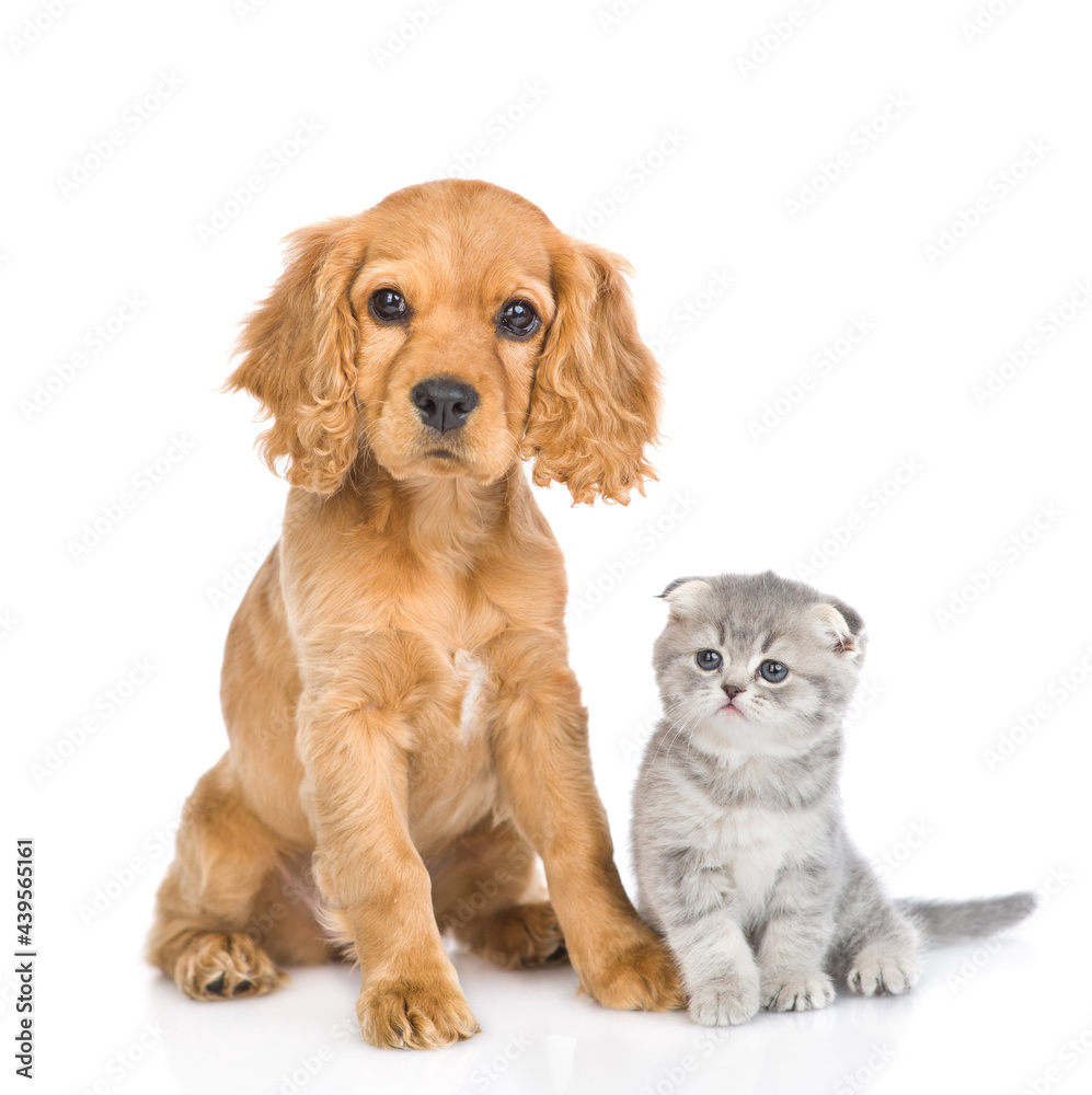 Tiny kitten and English cocker spaniel puppy dog  sit together in front view and look at camera. isolated on white background