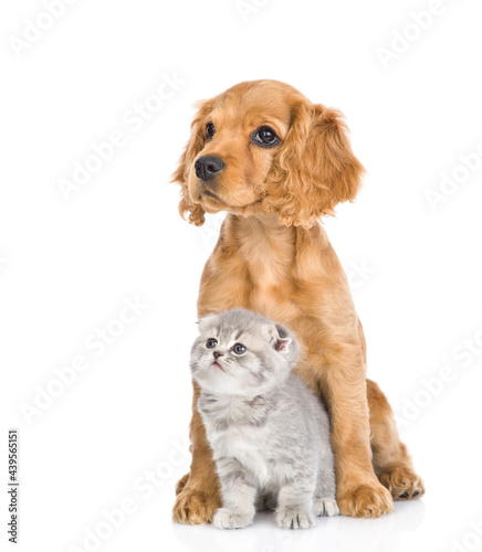 Young English cocker spaniel puppy dog hugs kitten. Pets look away together. isolated on white background