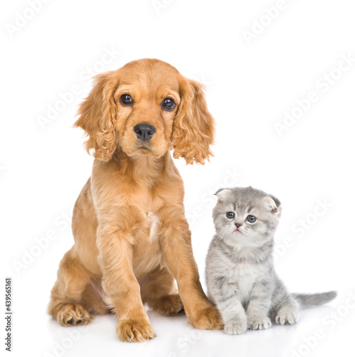 Fototapeta Naklejka Na Ścianę i Meble -  Tiny kitten and English cocker spaniel puppy dog  sit together in front view and look at camera. isolated on white background