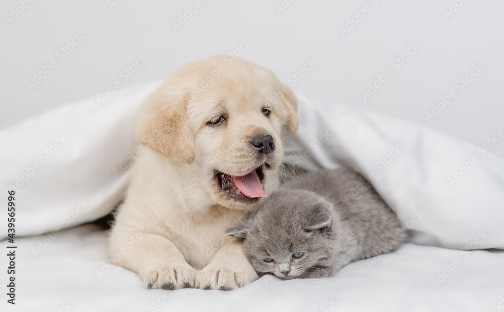Friendly Golden retriever puppy and gray kitten lying together under white warm blanket on a bed at home Friendly Golden retriever puppy and gray kitten lying together under white warm blanket on a bed at home
