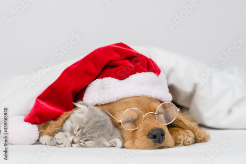 English Cocker Spaniel puppy wearing red santa's hat and eyeglasses hugs kitten under warm blanket on a bed at home. Pets sleeps together