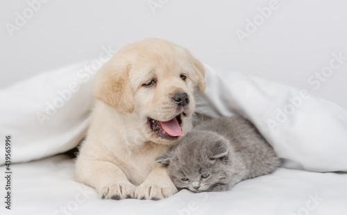 Friendly Golden retriever puppy and gray kitten lying together under white warm blanket on a bed at home