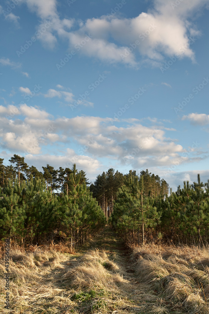 Young Pine trees in a plantation at sunset. Thetford forest, Norfolk, UK. Young Pine trees in a plantation at sunset. Thetford forest, Norfolk, UK.