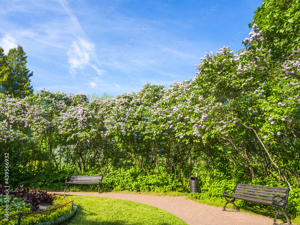 Long lilac, Syringa vulgaris, hedge blooming in Helsinki, Finland, on a sunny day, blue sky on a background,