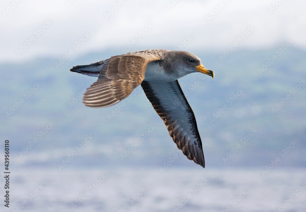 Kuhls pijlstormvogel, Cory's Shearwater, Calonectris diomedea