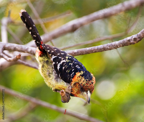 Kuifbaardvogel, Crested Barbet, Trachyphonus vaillantii photo