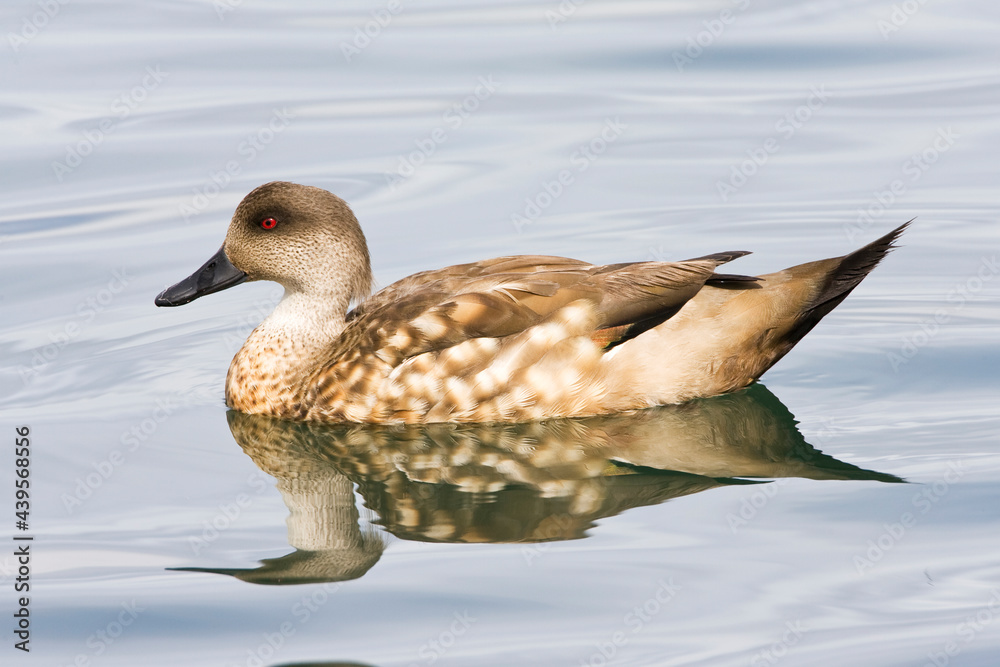 Fototapeta premium Gekuifde Eend, Crested Duck, Lophonetta specularioides
