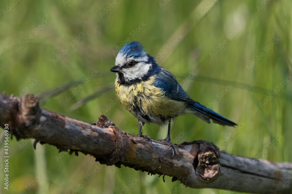 Fototapeta premium Cute wet blue tit bird sitting on a branch a bath looing to the left