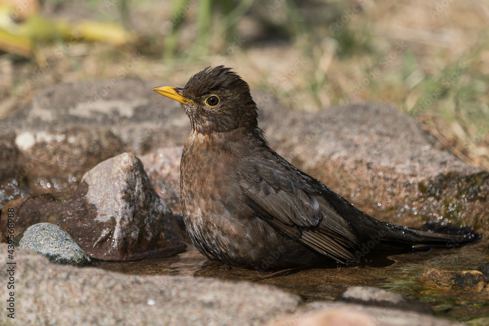 Common blackbird female sitting in a small pond or stream of water seen from the side Common blackbird female sitting in a small pond or stream of water seen from the side