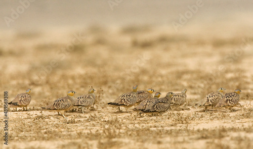 Kroonzandhoen, Crowned Sandgrouse, Pterocles coronatus photo