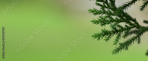 christmas tree with some light bokeh and blurred background