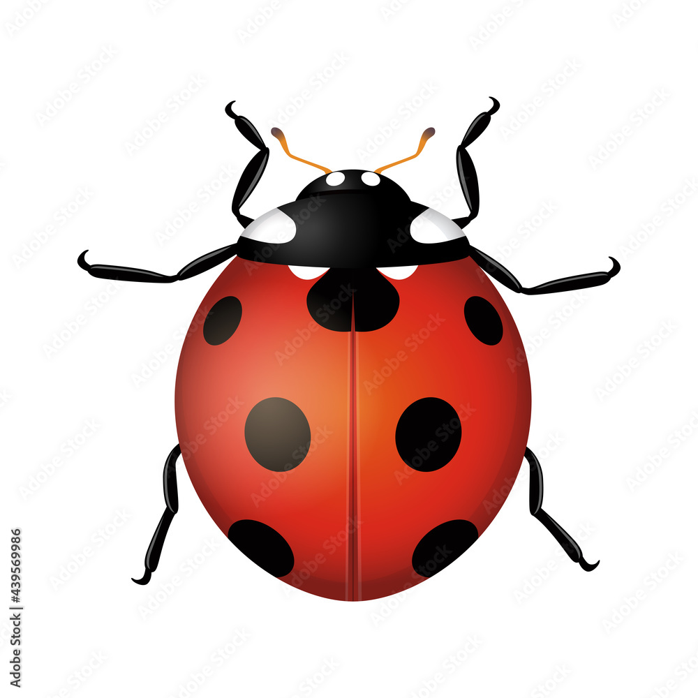 Ladybug beetle isolated on white background. Realistic vector illustration Ladybug beetle isolated on white background. Realistic vector illustration