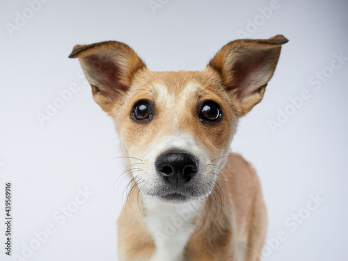 Fototapeta Naklejka Na Ścianę i Meble -  puppy with big beautiful eyes. dog on a light background, mix breed